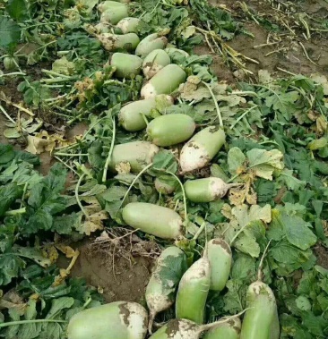 萝卜791玉美人大量上市有货