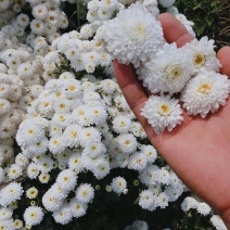 苏北菊大洋菊太阳菊杭白菊