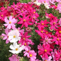 波斯菊