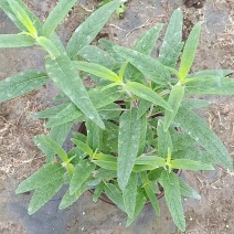莫西哥鼠尾草，石竹，金叶过路黄，金鱼草，西洋鹃，量大从优