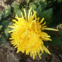 金丝黄菊