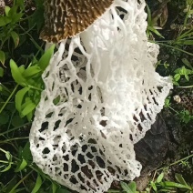 云南竹荪生态种植