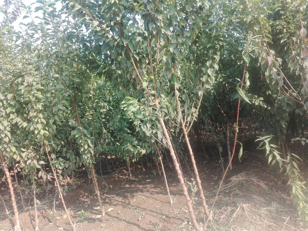 甜柿幼树整形修剪实景图