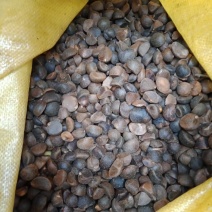纯野生山茶籽！