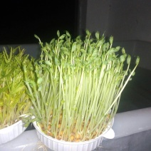 活体芽苗菜中盒5/份，小盒3元/份，花生芽8元/斤