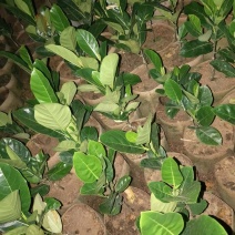 越南红心菠萝蜜苗