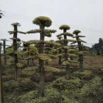 绿化苗木