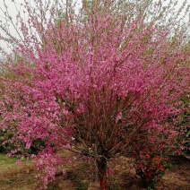 菊花碧桃，浙江菊花碧桃基地，8公分菊花碧桃价格