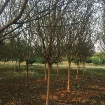 香樟树紫薇花数