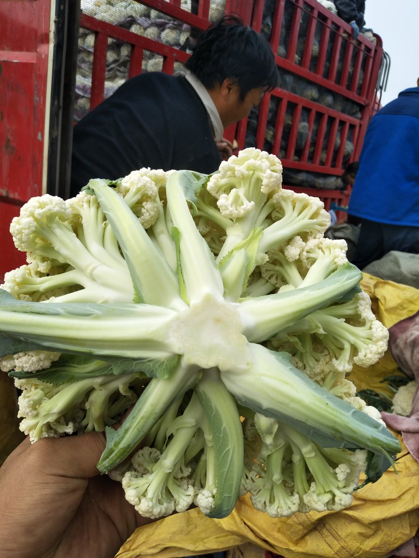 [菜花批发]精品有机花,青梗散花,超市专供发往南方各大市场.价格1.