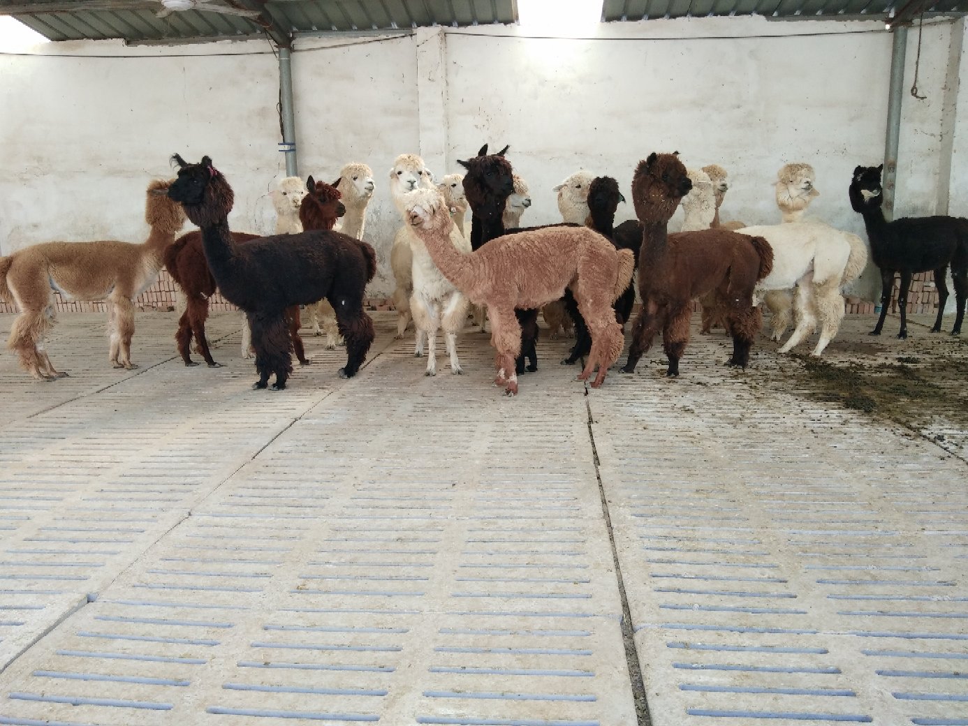 若尔盖县羊驼剪毛现场作业图