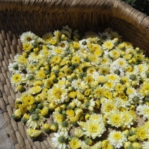 菊花茶、大花、朵菊散装