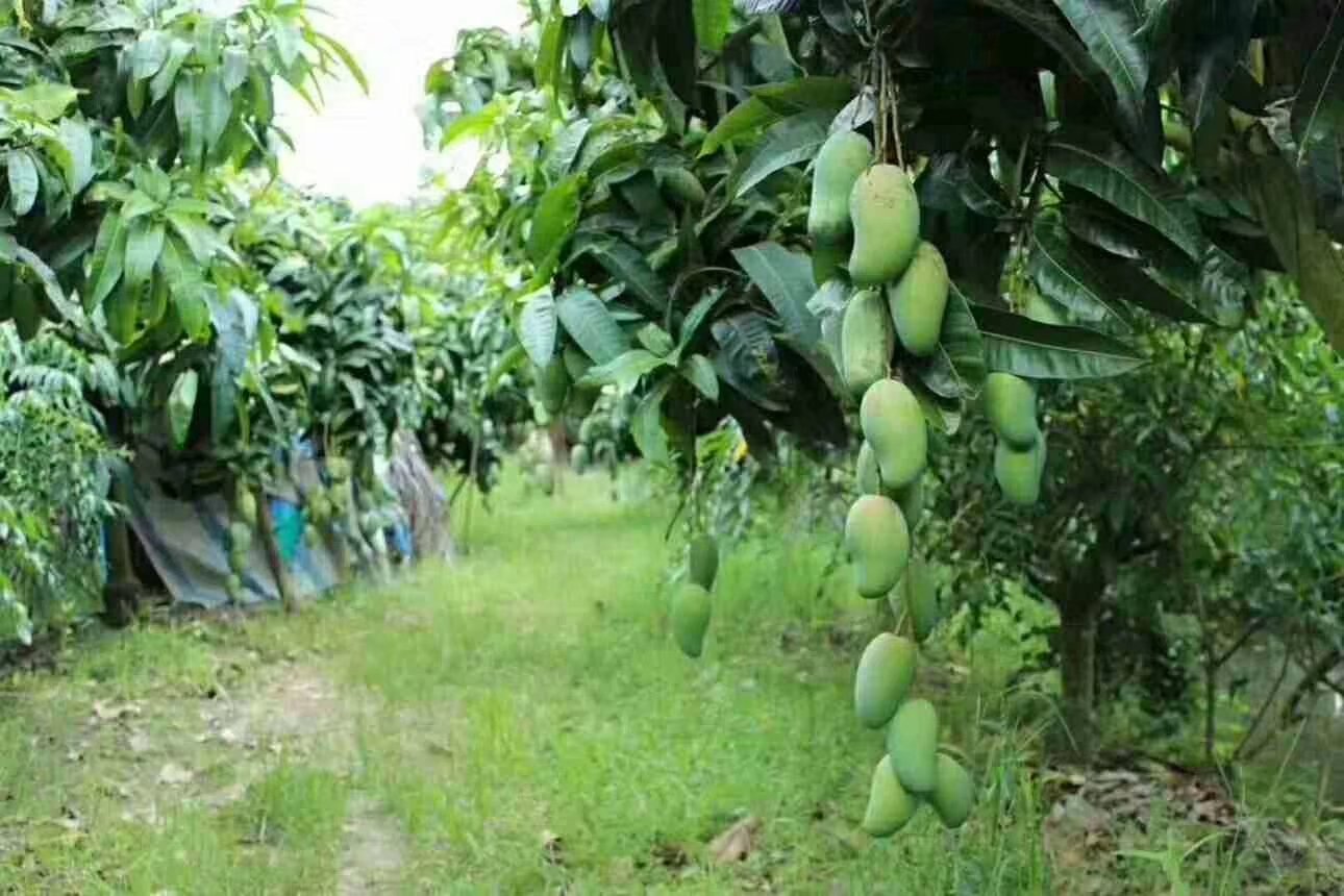 越南果园中挂满青绿色大青芒的果树