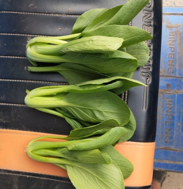 精品中小棵青菜油菜