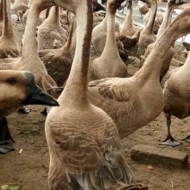 狮头鹅苗