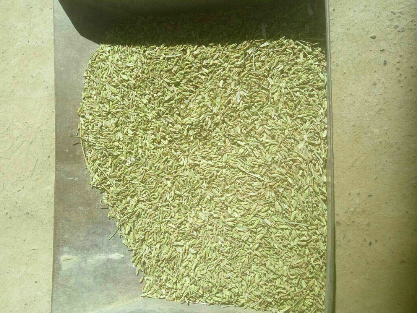 实验室场景:一位穿白大褂的研究人员正在操作高效液相色谱仪(HPLC),屏幕上显示两种植物提取物的成分峰图对比,左侧标注‘大叶香菜’,右侧标注‘茴香叶’,突出显示维生素C和茴脑的峰值差异 图片描述