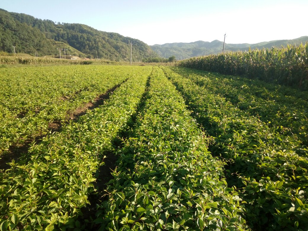 辽五味子规范化种植基地实景图