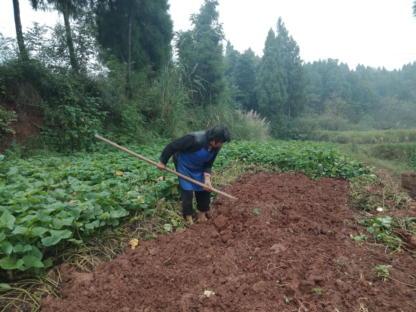 展示用冻红薯做红薯饼的过程 冻红薯烹饪示意图