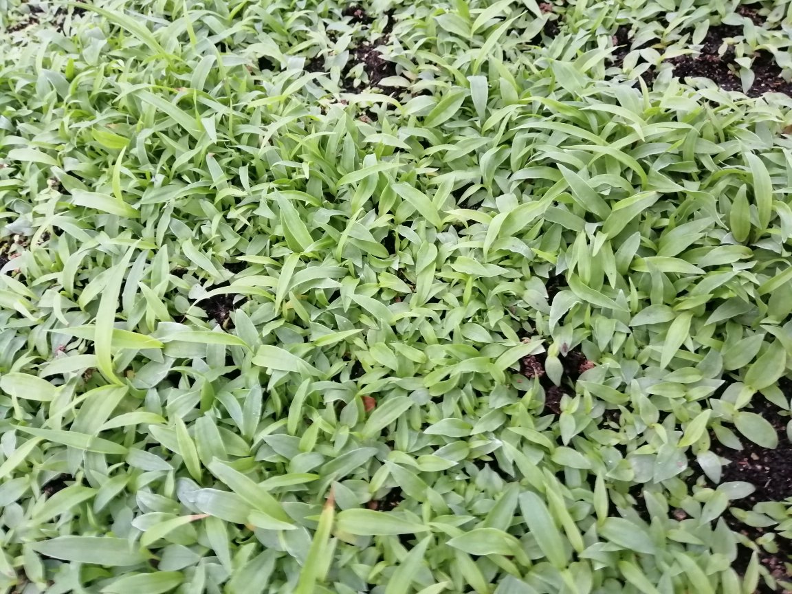 白芍与红枣的搭配场景