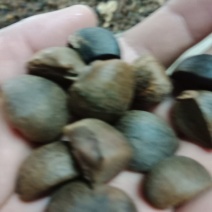 供应野生油茶籽货源充足，出油率高，一手货源