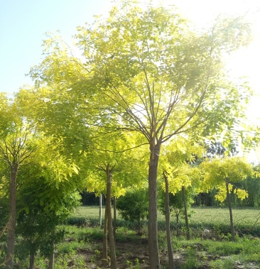 金叶槐高接金叶槐矮接金叶槐