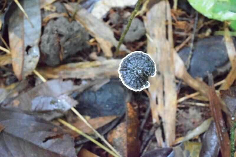 竹林中的竹灵芝