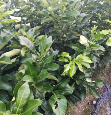 三红蜜柚苗红心蜜柚苗沙田柚苗杯苗