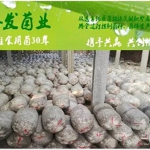 平菇菌棒熟料菌棒