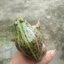 本地青蛙苗子