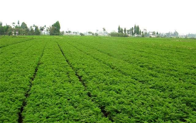 汉源花椒种植基地航拍：山坡梯田间连片花椒林，枝头挂满深红色成熟果实，晨雾缭绕，背景可见“国家地理标志产品 汉源花椒”石碑
