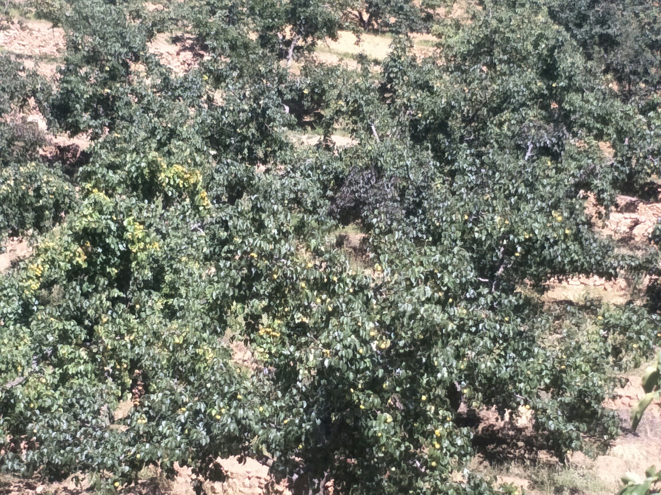 果园中的白梨树挂满果实