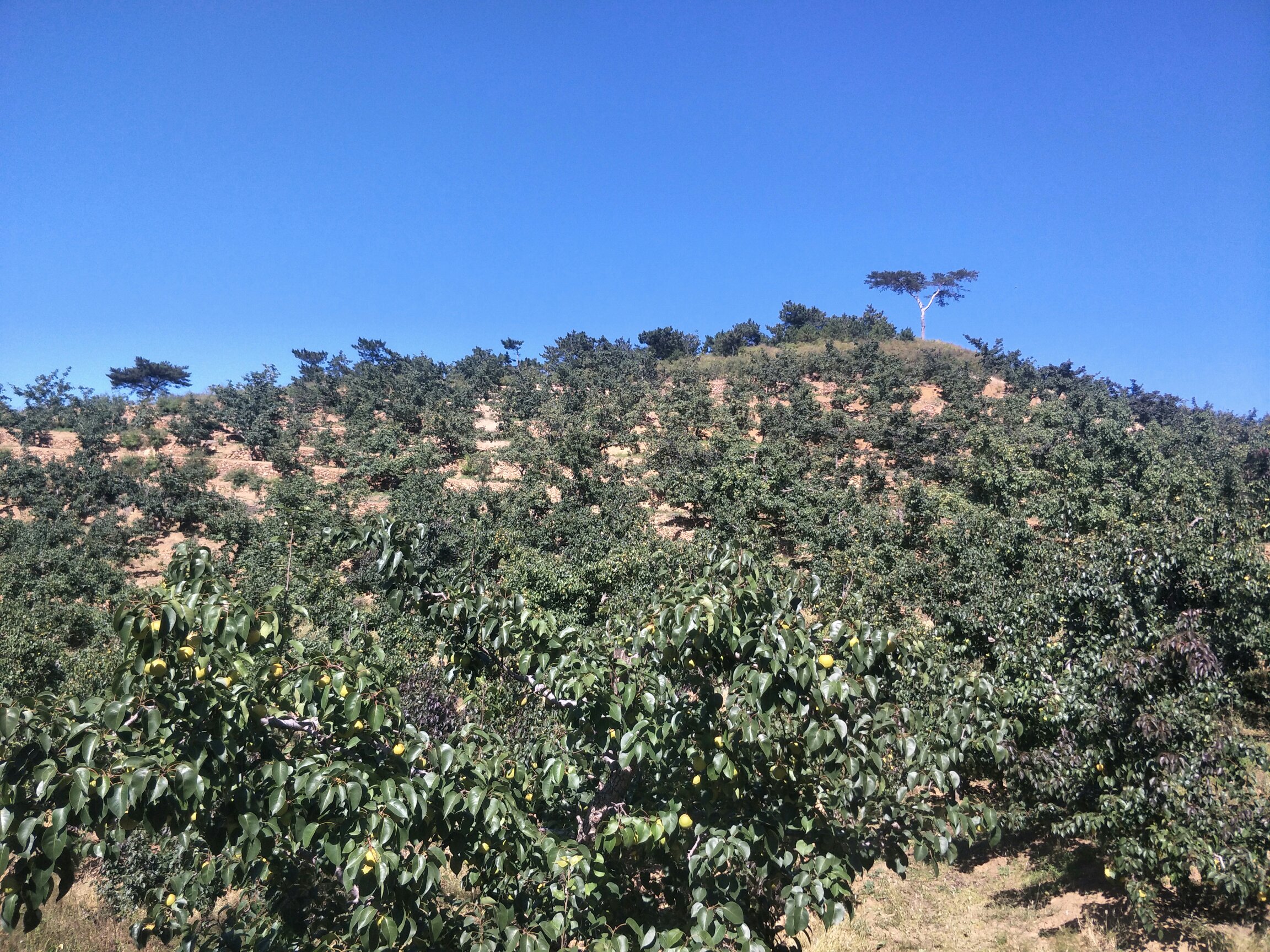 一片成熟的白梨果园,阳光照射下挂满黄白色的梨果,枝叶繁茂,地面覆盖着落叶,远处有农民正在采摘,体现白梨的自然生长环境和农业种植场景 白梨果园全景图