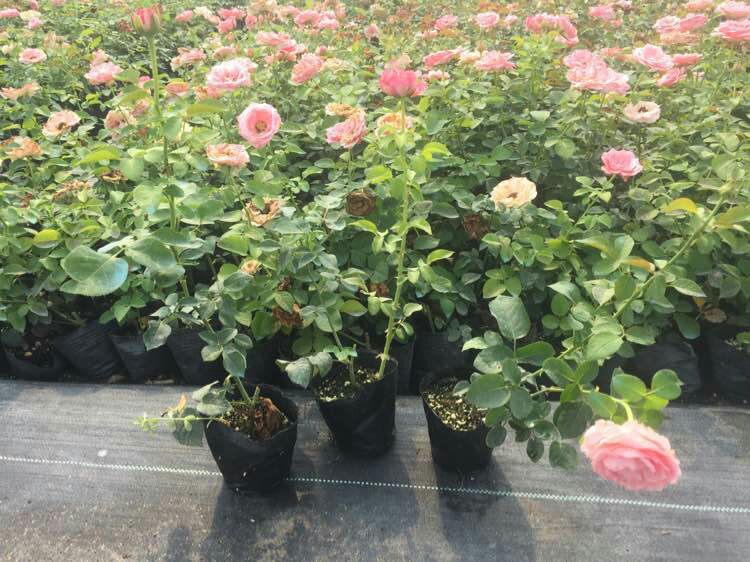 欧洲乡村风格花园中的月季步道