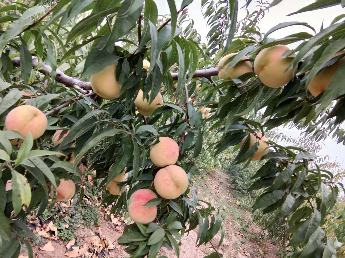 冬丰冬桃种植园实景,展示整齐的果树排列与成熟的果实挂枝状态 冬丰冬桃种植园实景