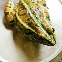 优质青蛙种苗，卵块，科蚪。预定。