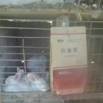 毛皮白金肽
