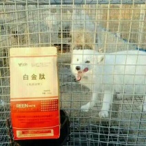 毛皮白金肽