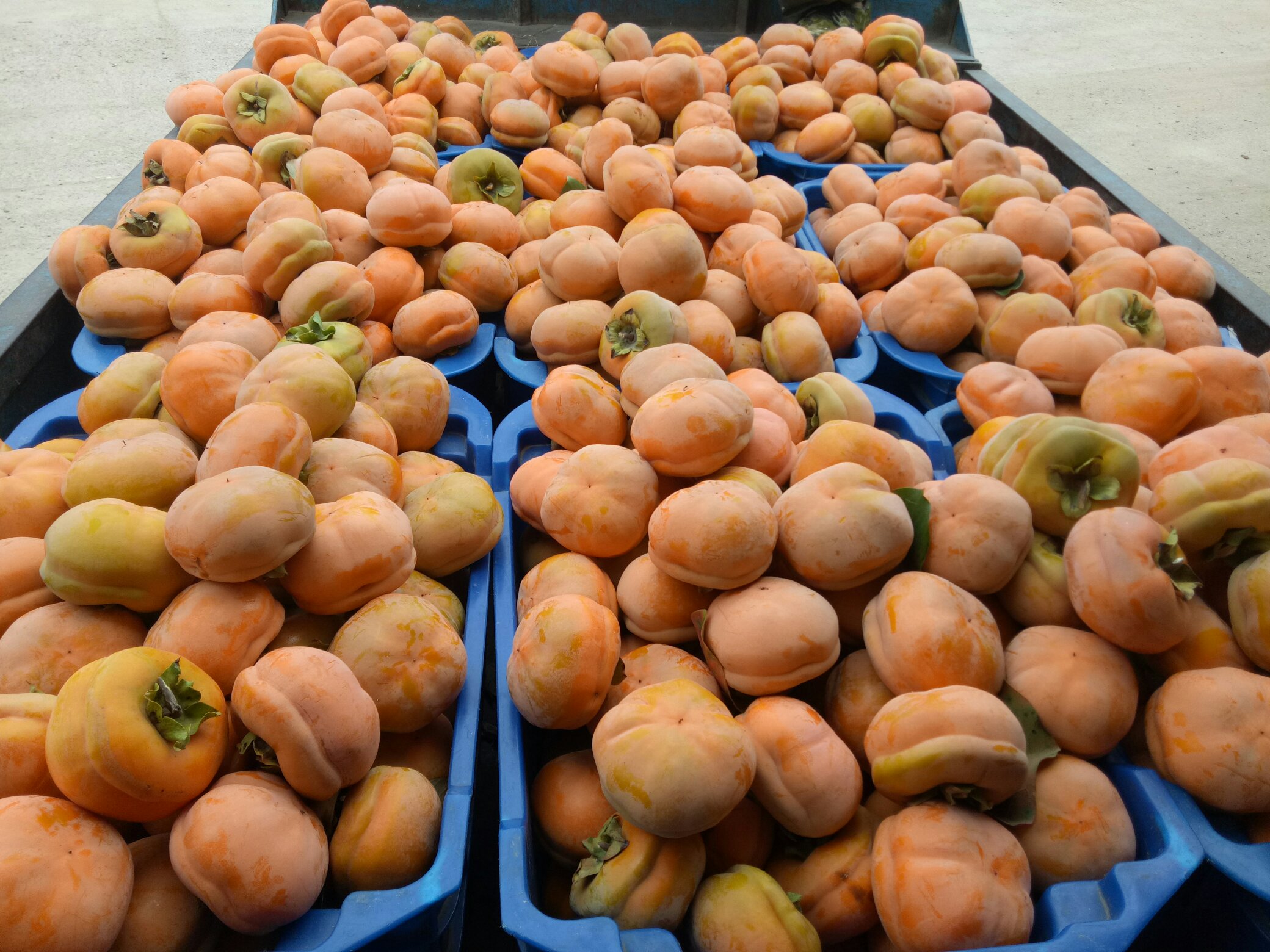 脆柿与秋日果盘搭配