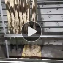 正宗红薯粉丝