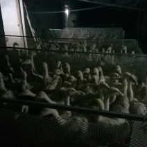 三花杂交脱温鹅苗，1到2斤