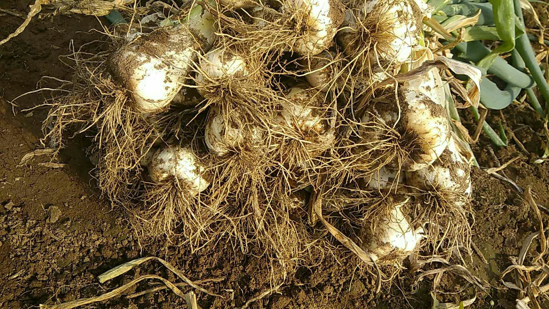 左侧为鸡腿葱,根部膨大呈球状,葱白粗短,叶片稀疏;右侧为传统深根大葱,葱白细长坚实,叶片浓绿茂密,整体植株挺拔。背景为农田土壤剖面,展示两者根系发育差异 鸡腿葱与传统大葱对比图