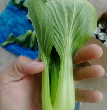 精品上海青小油菜装筐无泥大中小颗青帮绿叶无农药