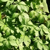 野生藤茶