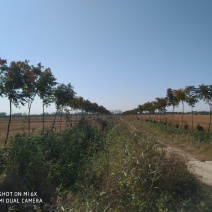 栾树6-9公分，量大