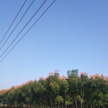 河南郸城县栾树7一10公分