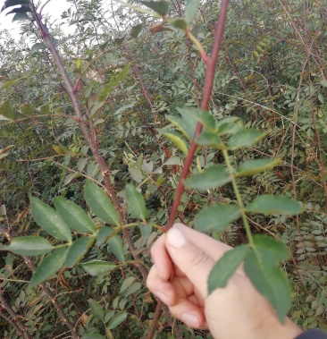 无刺花椒苗 嫁接无刺大红袍花椒苗 优质花椒苗批发