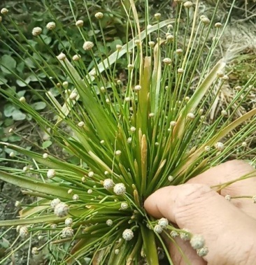 谷精草又名珍珠草中药全草基地种植多年