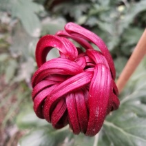 大菊花待售