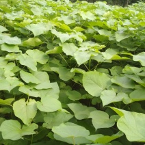 大量供应梓树小苗，