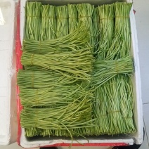 芦篙